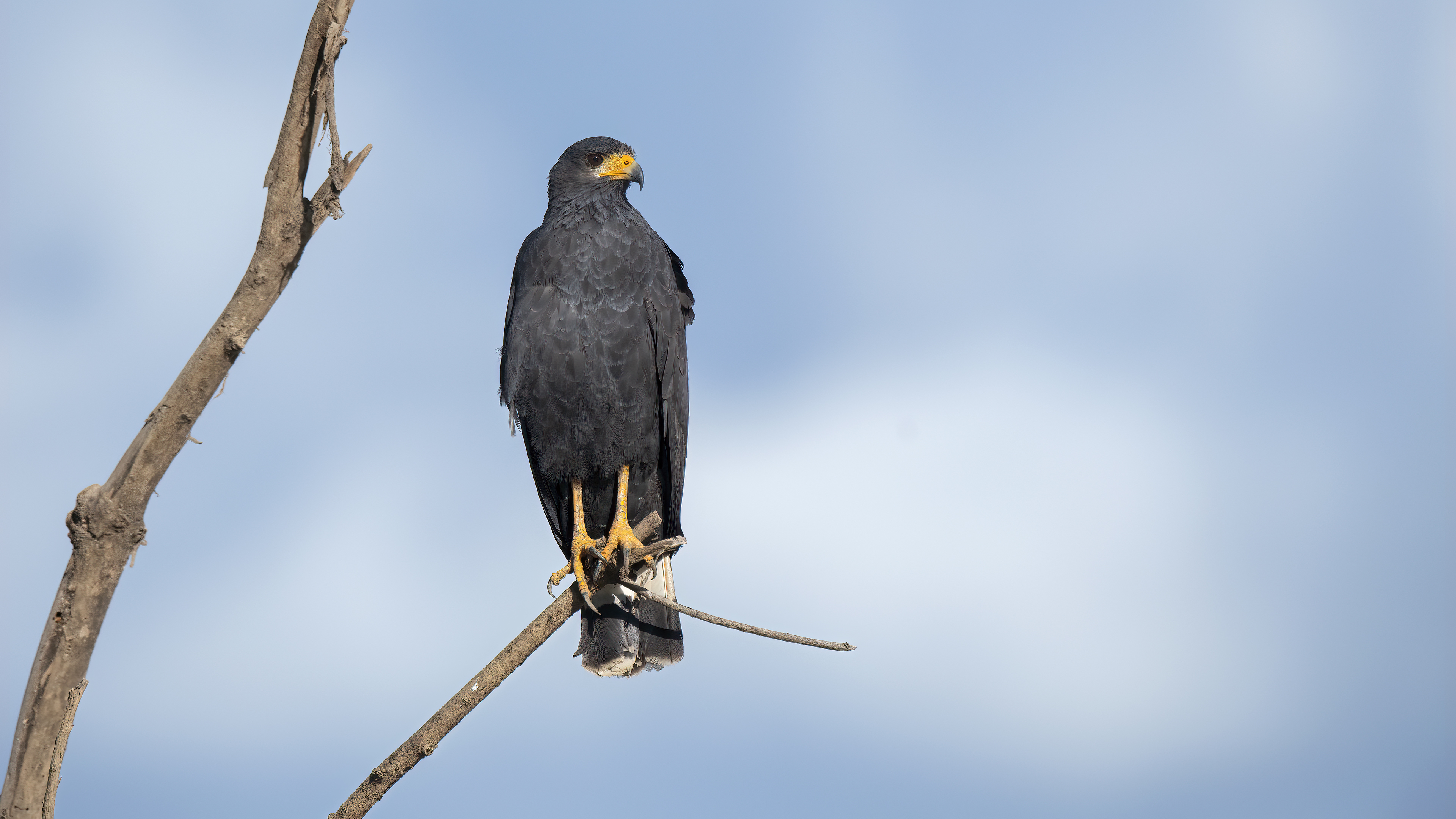 Common Black Hawk